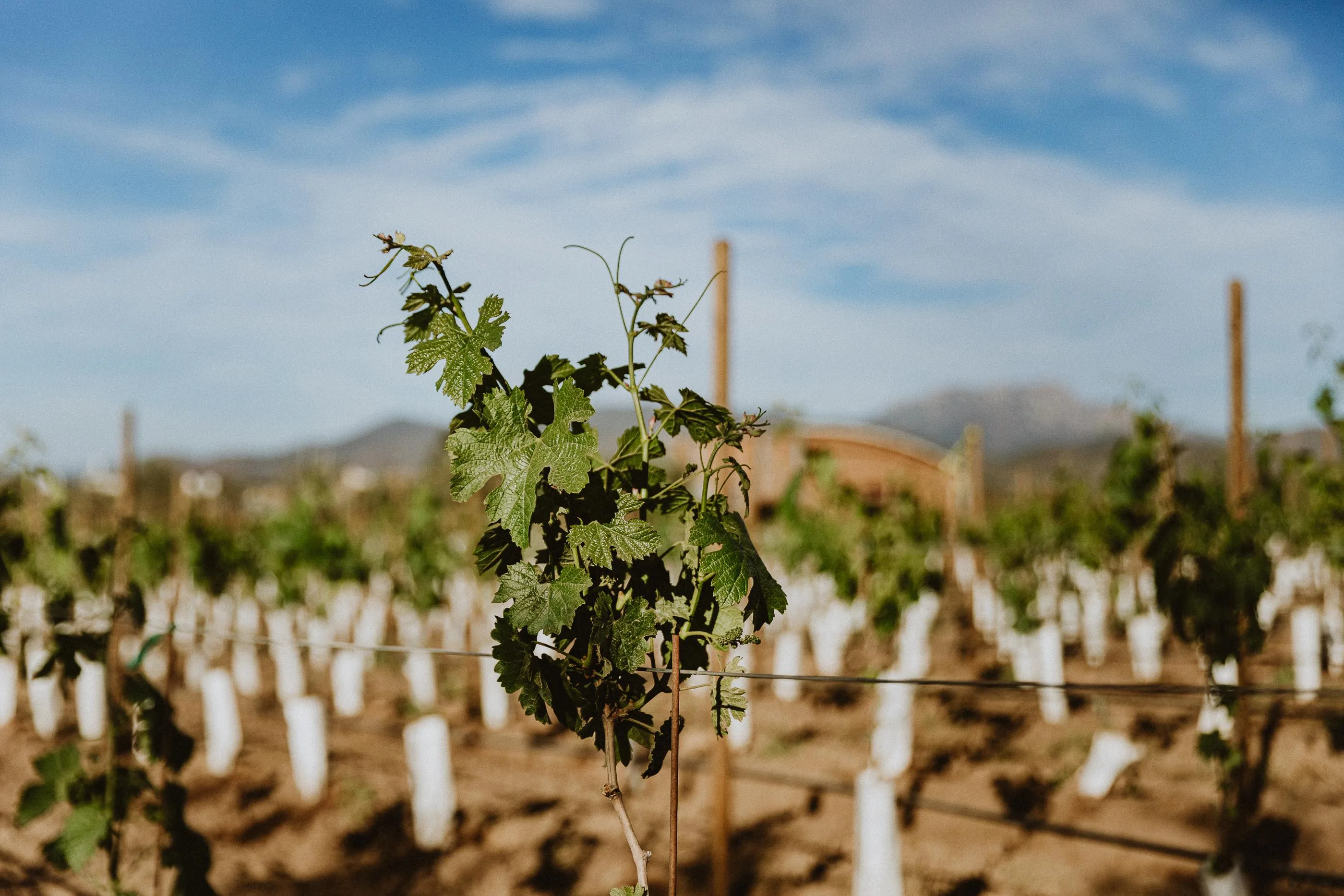 Daniel Miranda, founder of Terruno Wine & Spirits, in a vineyard holding a glass of wine